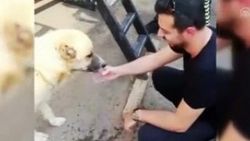 Polis susayan köpeğe su içirdi