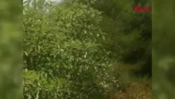 Antalya'da orman yangını