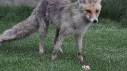 Yavru tilki köpeklerden korkunca tuvalete saklandı