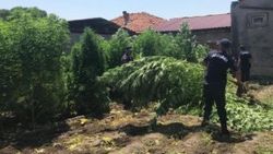 1 milyon 200 bin liralık kenevir yetiştiren kişiye baskın