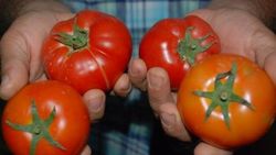 Yazın vazgeçilmezi domates sezonu 1.70 liradan açtı