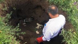 Kars’ta tedavi altına alınan porsuklar doğaya salındı