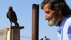 Çay tezgahında kargayla servis yapıyor