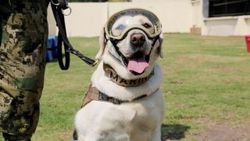 Meksikalıların kahramanı köpek Frida emekli oldu