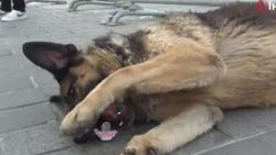 Bebeğin emziğini çalan köpek