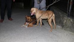 Çocuk parkı girişine pitbull zincirlediler