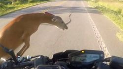 Motosiklet sürücüsü geyiğe çarptı
