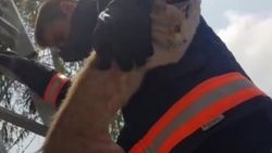 Ağaca çıkan kediyi itfaiyeciler indirdi