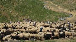 Yüksekova yaylalarında çalışan kadınlar