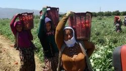 Domates üreticileri düşen fiyatlardan dertli