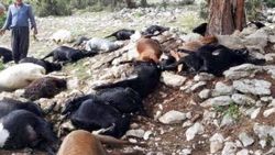 Yıldırımın isabet ettiği 25 küçükbaş telef oldu