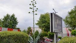 Agave kaktüsü 14 yıl sonra çiçek açtı