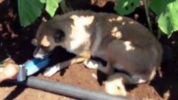Sıcaktan bunalan köpeğe tarlada çalışan kadın yardım etti