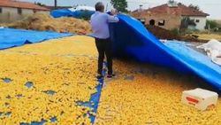 Malatya'da sağanak kayısı üreticilerini vurdu