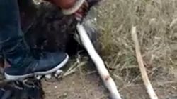 Sivas'ta yılanın ağzından kartalı kurtardılar