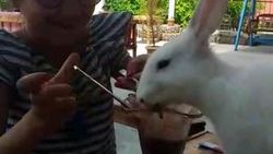 Siirt’te tavşanların dondurma keyfi