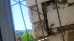 Siirt’te evin duvarında görülen 2 metrelik yılan korkuttu