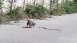 Zonguldak'taki kedinin yılanla kavgası