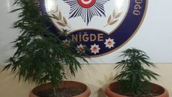 Niğde'de saksıda ekili Hint keneviri yakalandı