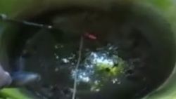 Sakarya’da yılanlı çukura düşen kedi kurtarıldı