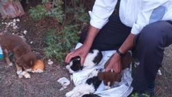 Denizli'de çuvalın içinde köpek bulundu