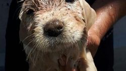 İzmir'de kanalizasyon borusuna sıkışan köpek kurtarıldı
