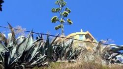 UNESCO listesinde bulunan Agave, Silivri'de açtı