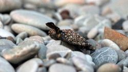 Antalya'da caretta carettaların zorlu yolculuğu başladı