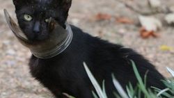 Kedi kurtarma operasyonunda 'mangal' yöntemi de fayda etmedi