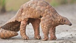İstanbul Havalimanı’nda pangolin operasyonu