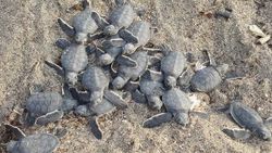 Yavru caretta carettaların zorlu yolculuğu başladı