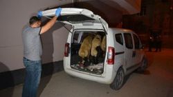 Adana'da koyun hırsızları çaldıkları koyunları bırakıp kaçtı