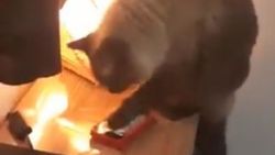 Telefon alarmını kapatan kedi