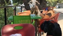 Kafeyi basan keçiler, şekerleri yedi