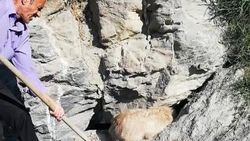İki esnaf kürekle köpek kurtardı