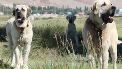 Aksaray Malaklısı savaş köpeği olarak kullanıldı