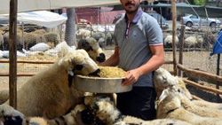 Adana'da bankacı olamayan genç koyun satıcısı oldu