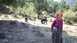 İneklerine kavuşan Sabiha Nine'nin kurban hazırlığı