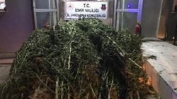 İzmir'de ormanlık alanda 2350 kök Hint keneviri