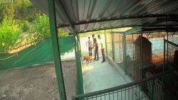 Hırsızlar, yasaklı ırk köpekleri çalarken görüntülendi
