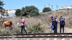 Tekirdağ'da hayvanlarını kurtarmak isteyen çoban öldü