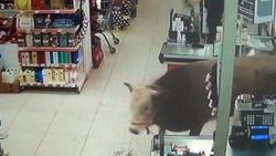 Kurbanlık dana girdiği marketi yerle bir etti