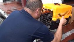 Düzce'de 2 tavuk yiyen atmaca uçamayınca yakalandı