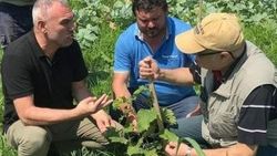 Ordu'da eksi 40 derecede fındık üretilebiliyor