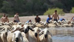 Sivas'ta geleneksel dereden koyun geçirme töreni yapıldı
