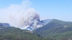 Muğla'da orman yangını