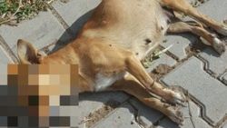 Balıkesir'de sokak hayvanlarını zehirlediler