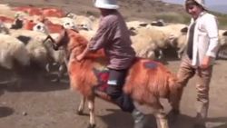 Tunceli'nin geleneği hala yaşatılıyor