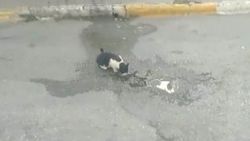 Yolun ortasında su içen kedi için trafiği durduran sürücü