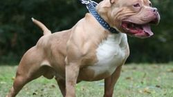 Sivas'ta 4 köpek ırkını besleyenlere para cezası